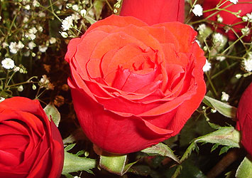 rosas_blog1